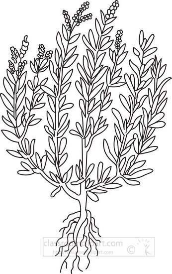 tarragon herb black white outline clipart