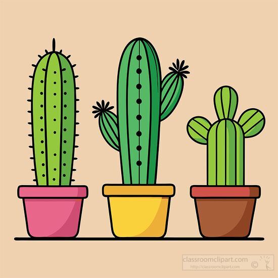 three different tall cactus in separate colorful pots