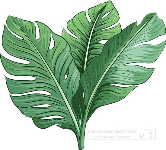 three large green leaves of a tropical plant