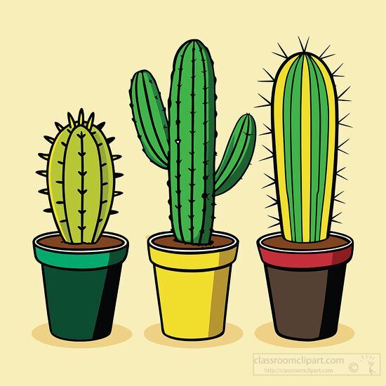 three potted cacti in separate pots