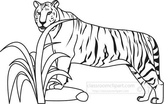 tiger black outline clipart 01