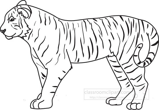 tiger black outline clipart 02