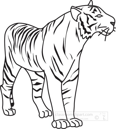 tiger black outline clipart 08