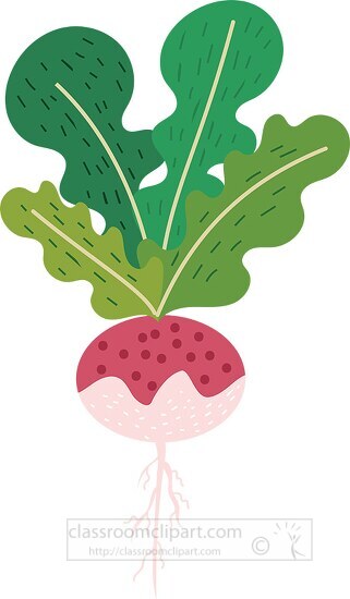 turnup plant illustrated clipart
