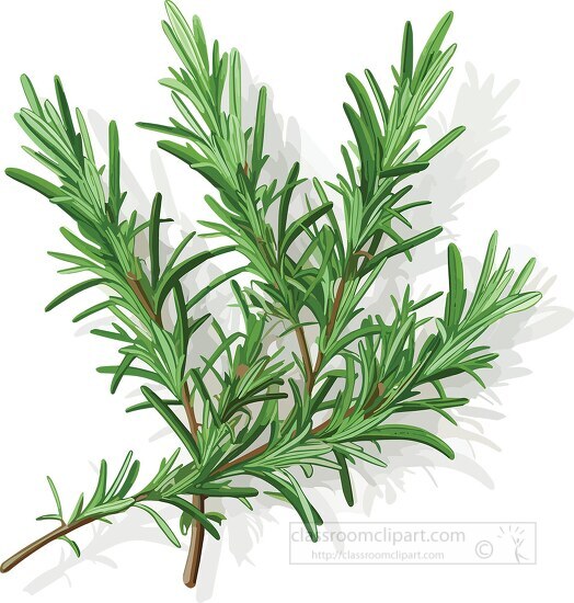 twigs of rosemary herb used in cooking
