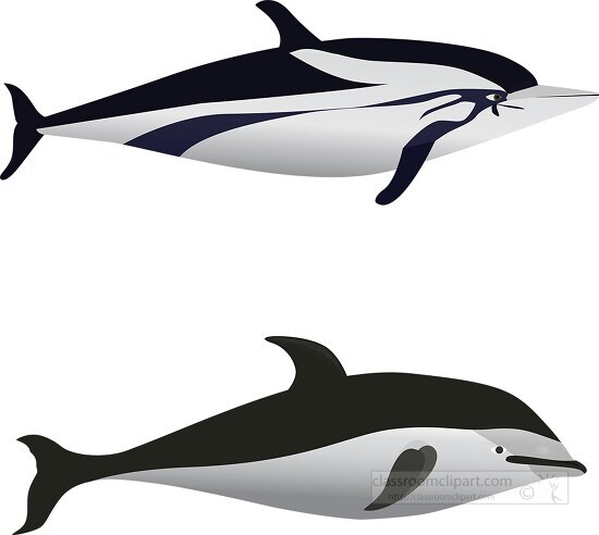 two dolphin species vector clipart