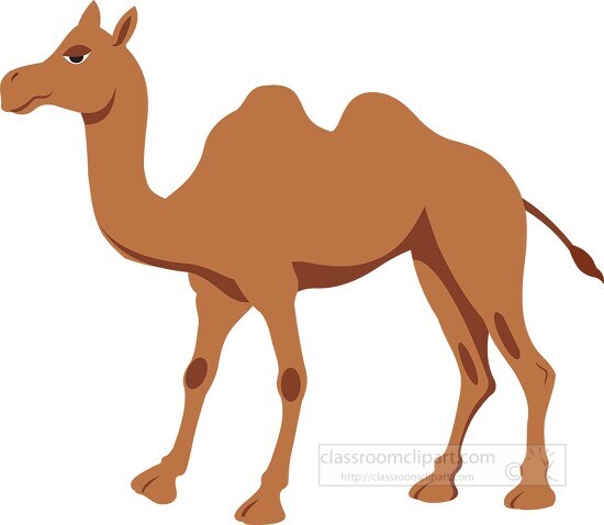 two humped Bactrian camel clipart