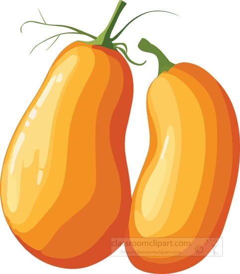 two orange squashs with green stems on a white background clip a