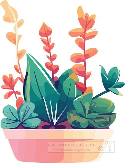 variety colorful succulent plants in a planter