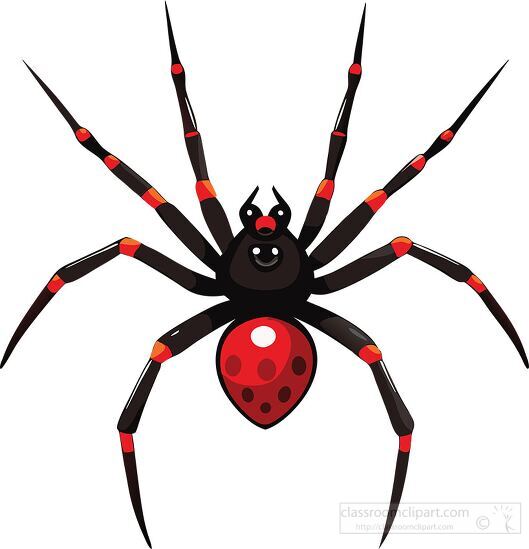 vector illustration of a spider with a black body and red spots