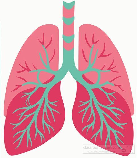 vector image depicting the human lungs