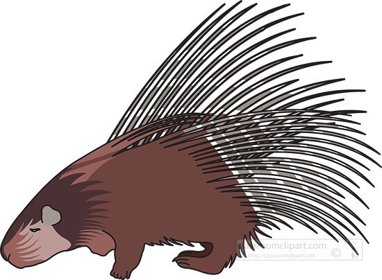 walking cape porcupine with long spines on the back