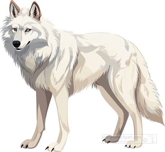 white arctic wolf standing