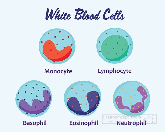 white blood cells set science clipart