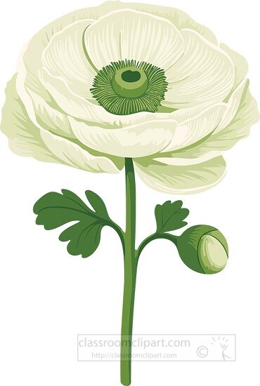white ranunculus flower
