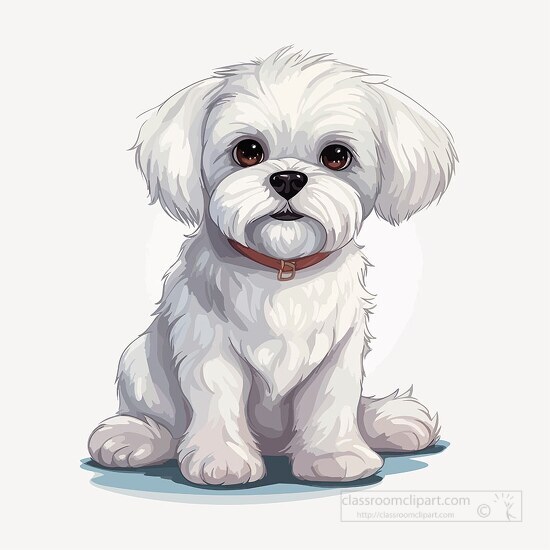 whtie maltese wearing a red collar clip art