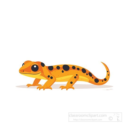 yellow with spots newt amphibian