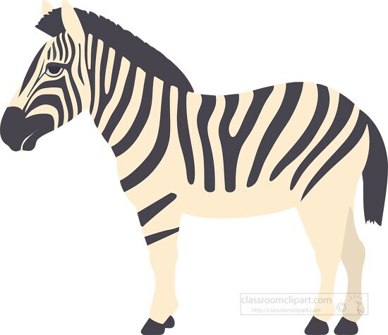 zebra with a black and white stripes
