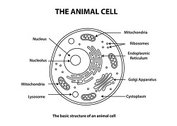 Animal Cell Diagram Black And White