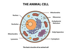 Animal Cell Diagram Labeled Color
