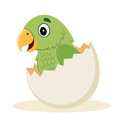 Baby Parrot Hatching From Egg