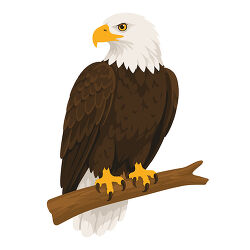 Bald Eagle Perched on Branch