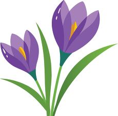 Beautiful Wet Crocus Flowers on a Simple Background