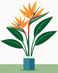 Bird Of Paradise Plant In Pot