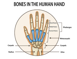 bones in the human hand labeled anatomy diagram