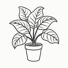 Calathea Plant Black Outline for Creative Coloring