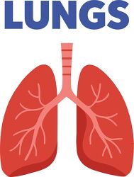 Cartoon style human lungs anatomy diagram