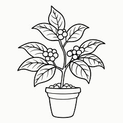 Coffee Plant Outline for Coloring Activities at Home