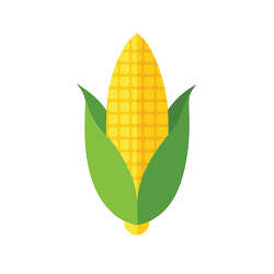 Corn cob with green husk