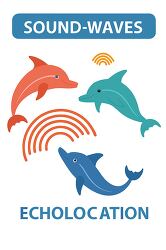 dolphins echolocation sound waves illustration