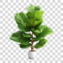 Fiddle Leaf Fig in White Pot Adds Green Touch to Decor