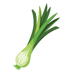 Fresh Green Leek Vegetable Illustration