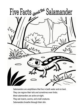 Fun and Engaging Salamander Coloring Activity for Kids