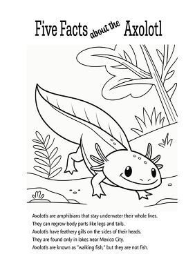 Fun Facts About Axolotls Coloring Activity for Kids