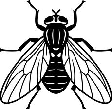 housefly silhouette