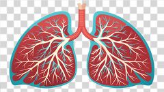 Lung Anatomy Showcasing Detailed Structure and Function