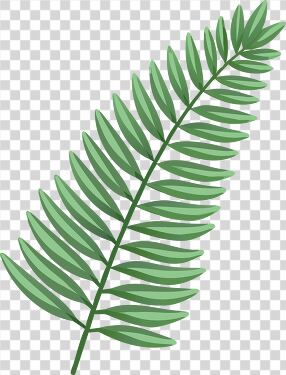 Lush Green Fern Showcasing Vibrant Leaf Patterns