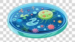 Petri Dish Displaying Various Bacterial Cultures in a Lab