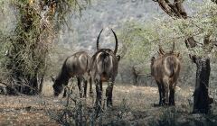 Antelopes Grazing in Dry Bushy Landscape