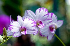 Beauty of purple and white orchids in Singapore garden