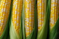 Close up of Vibrant Sweet Corn on Cob at Harvest