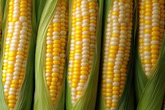 Close up View of Vibrant Sweet Corn Ready for Harvest