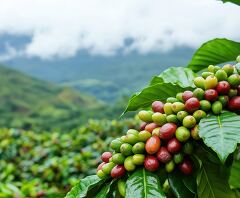 Coffee Beans Thriving in Lush Costa Rican Landscape