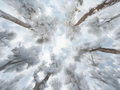 Enchanted Frost Covered Forest With Mysterious Fog