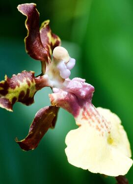 Enchanting orchids bloom at Singapore Botanical Garden