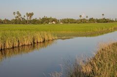 Explore the Tranquil Rice Fields Near Siem Reap